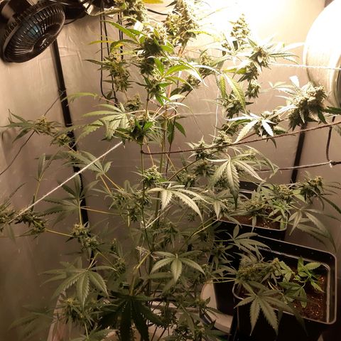 Assorted auto buddha seed  growlog timeline photo