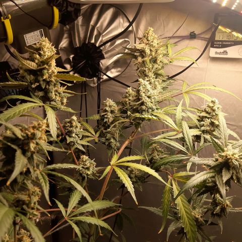 Assorted auto buddha seed  growlog timeline photo