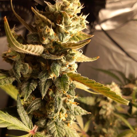 Assorted auto buddha seed  growlog timeline photo