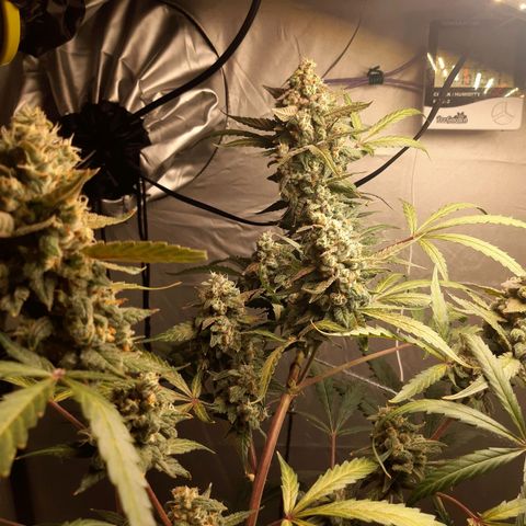 Assorted auto buddha seed  growlog timeline photo