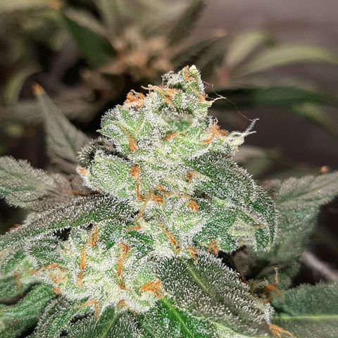 Assorted auto buddha seed  growlog timeline photo