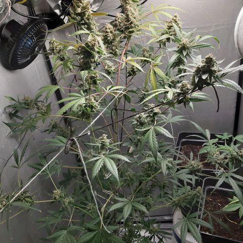 Assorted auto buddha seed  growlog timeline photo