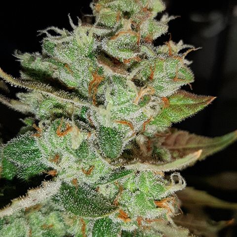 Assorted auto buddha seed  growlog timeline photo