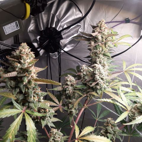 Assorted auto buddha seed  growlog timeline photo