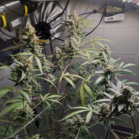 Assorted auto buddha seed  growlog timeline photo