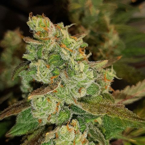 Assorted auto buddha seed  growlog timeline photo