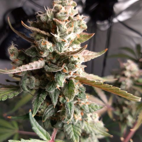Assorted auto buddha seed  growlog timeline photo