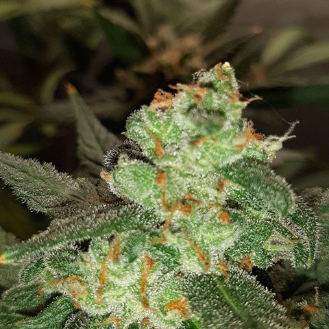 Assorted auto buddha seed  growlog timeline photo