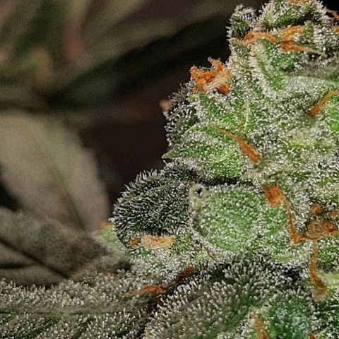 Assorted auto buddha seed  growlog timeline photo
