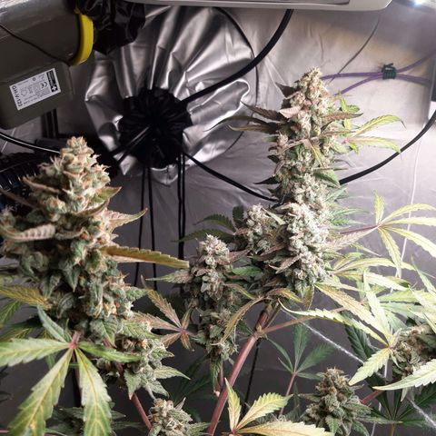 Assorted auto buddha seed  growlog timeline photo