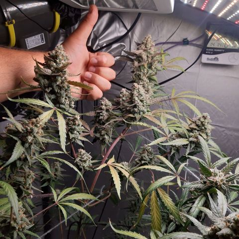 Assorted auto buddha seed  growlog timeline photo