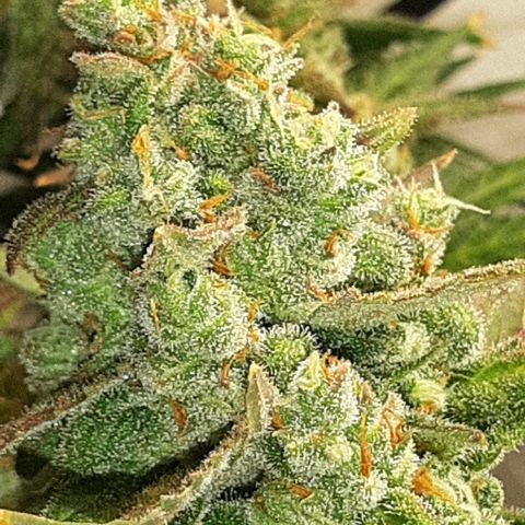 Assorted auto buddha seed  growlog timeline photo