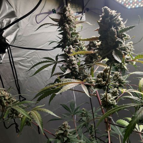 Assorted auto buddha seed  growlog timeline photo