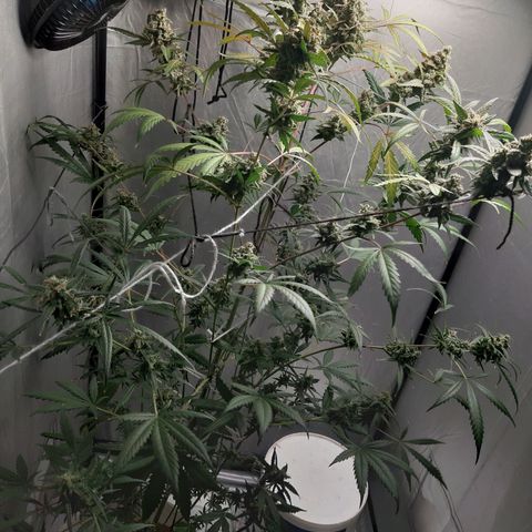 Assorted auto buddha seed  growlog timeline photo