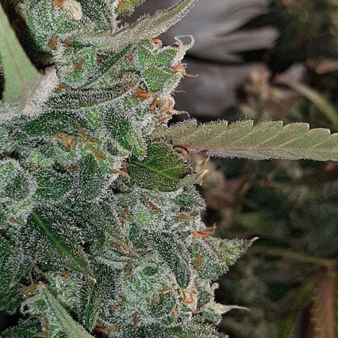 Assorted auto buddha seed  growlog timeline photo