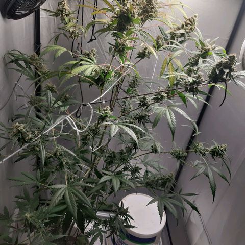 Assorted auto buddha seed  growlog timeline photo