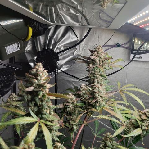 Assorted auto buddha seed  growlog timeline photo