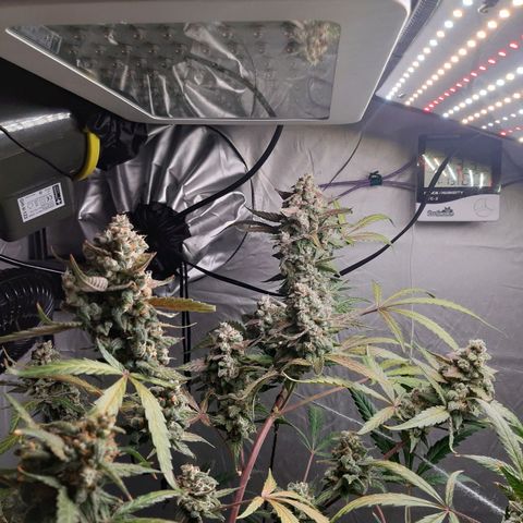 Assorted auto buddha seed  growlog timeline photo