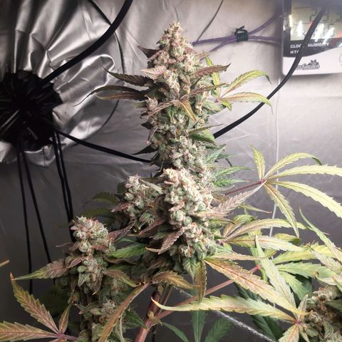 Assorted auto buddha seed  growlog timeline photo