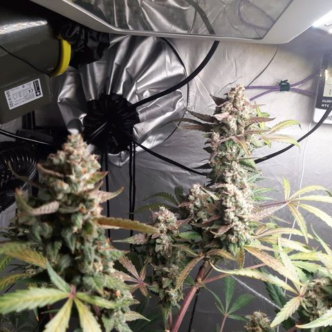 Assorted auto buddha seed  growlog timeline photo