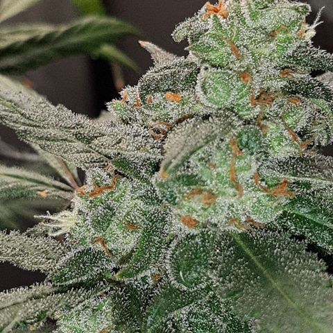 Assorted auto buddha seed  growlog timeline photo
