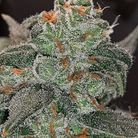 Assorted auto buddha seed  growlog timeline photo