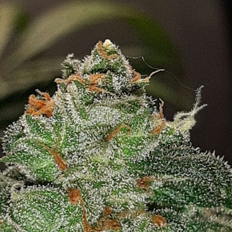 Assorted auto buddha seed  growlog timeline photo