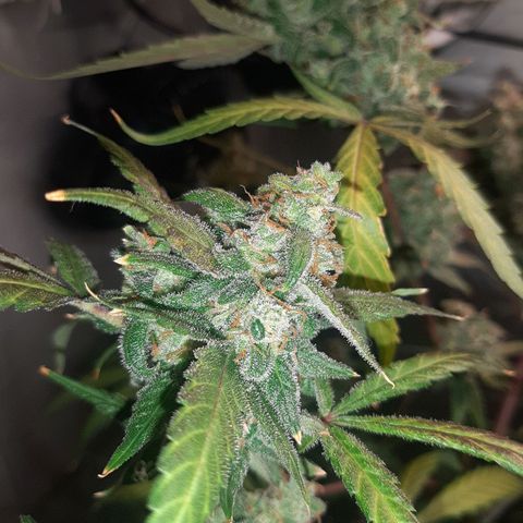 Assorted auto buddha seed  growlog timeline photo