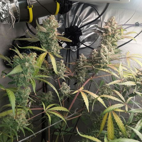 Assorted auto buddha seed  growlog timeline photo