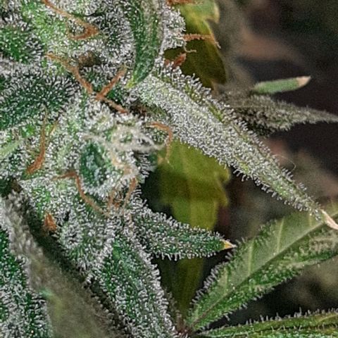 Assorted auto buddha seed  growlog timeline photo