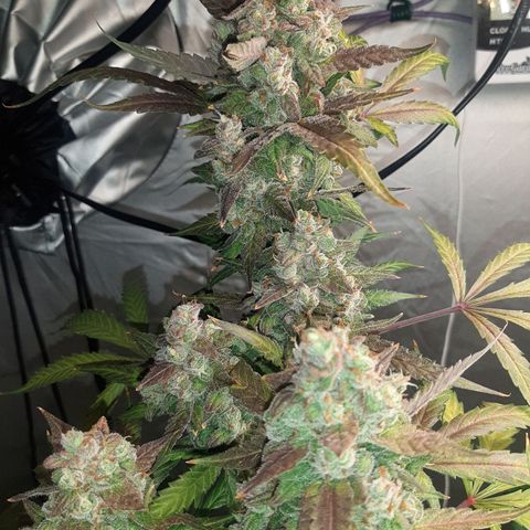 Assorted auto buddha seed  growlog timeline photo