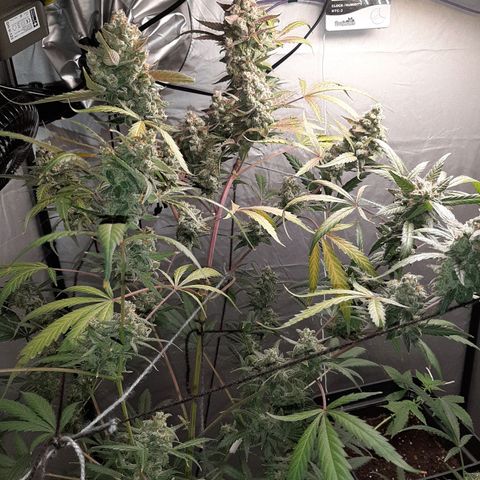 Assorted auto buddha seed  growlog timeline photo