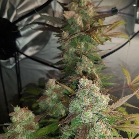 Assorted auto buddha seed  growlog timeline photo