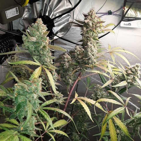 Assorted auto buddha seed  growlog timeline photo