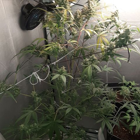 Assorted auto buddha seed  growlog timeline photo