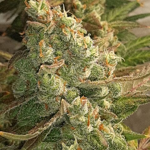 Assorted auto buddha seed  growlog timeline photo