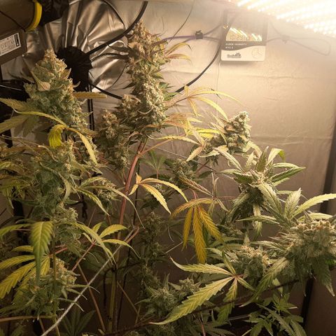 Assorted auto buddha seed  growlog timeline photo