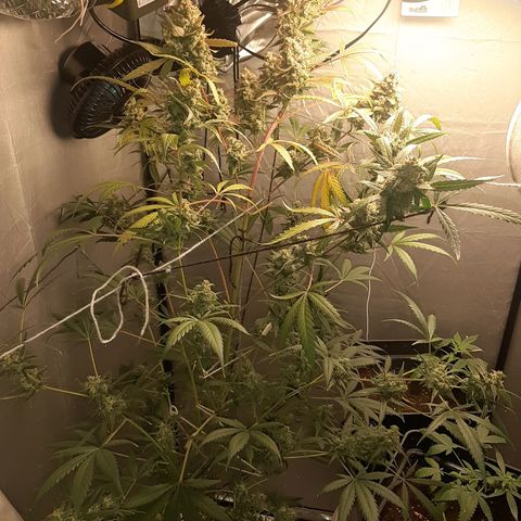 Assorted auto buddha seed  growlog timeline photo