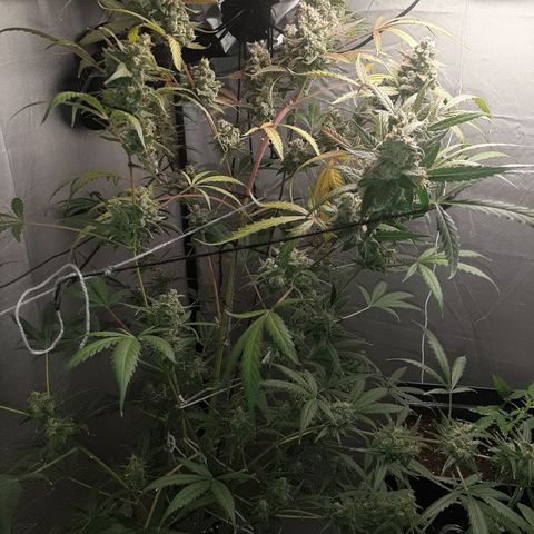 Assorted auto buddha seed  growlog timeline photo