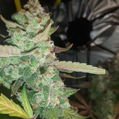 Assorted auto buddha seed  growlog timeline photo