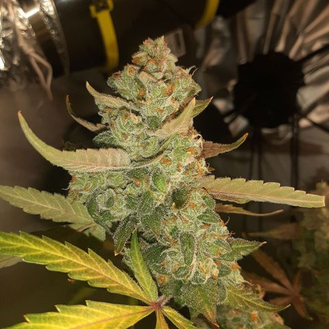 Assorted auto buddha seed  growlog timeline photo