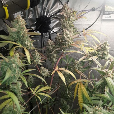 Assorted auto buddha seed  growlog timeline photo