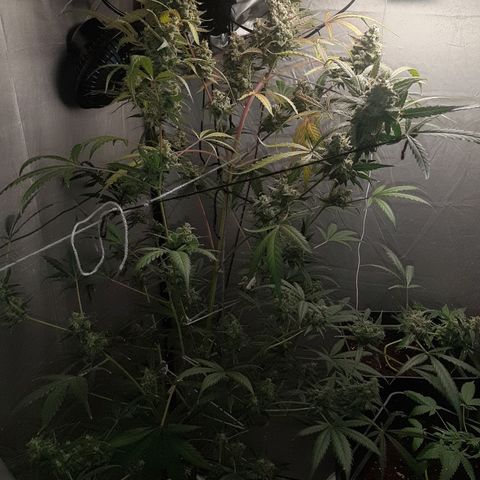Assorted auto buddha seed  growlog timeline photo