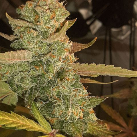 Assorted auto buddha seed  growlog timeline photo