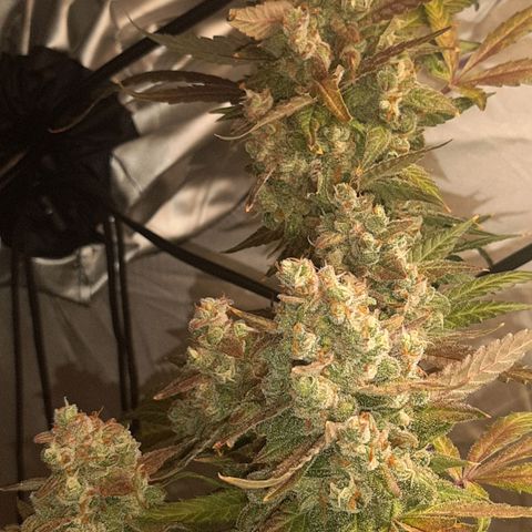 Assorted auto buddha seed  growlog timeline photo