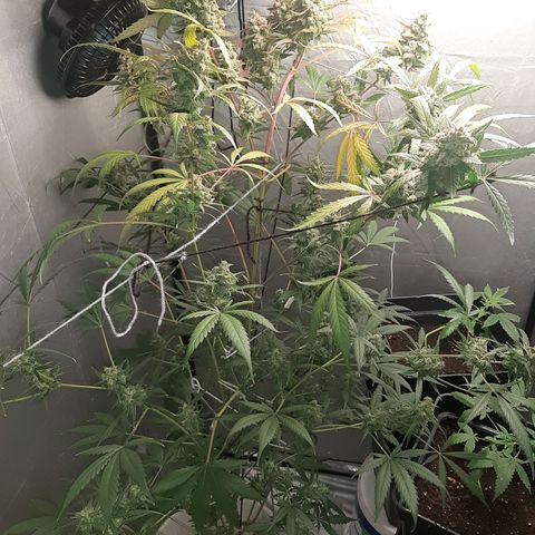 Assorted auto buddha seed  growlog timeline photo