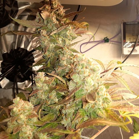 Assorted auto buddha seed  growlog timeline photo