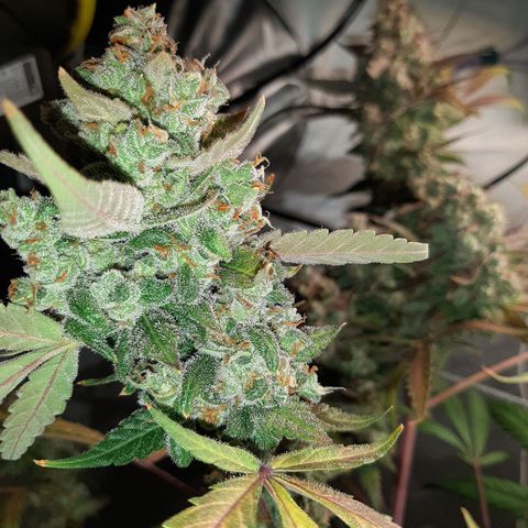 Assorted auto buddha seed  growlog timeline photo
