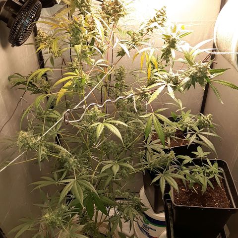 Assorted auto buddha seed  growlog timeline photo