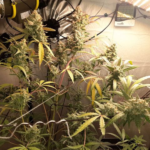 Assorted auto buddha seed  growlog timeline photo